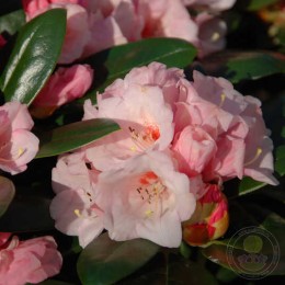 Рододендрон якушиманский Ванна Би