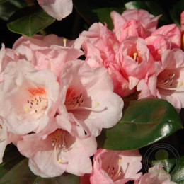 Рододендрон якушиманский Ванна Би