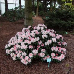 Рододендрон якушиманский Ванна Би