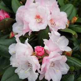 Рододендрон якушиманский Ванна Би