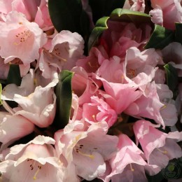 Рододендрон якушиманский Ванна Би