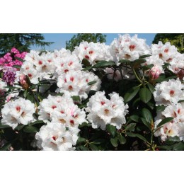 Рододендрон якушиманский Болькен Сноу Фаер