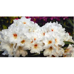 Рододендрон якушиманский Болькен Сноу Фаер