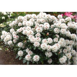 Рододендрон якушиманский Болькен Сноу Фаер