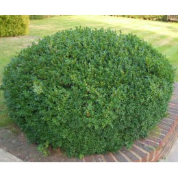 Самшит вечнозелёный узколистный