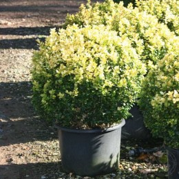 Самшит вечнозелёный Латифолиа Макулата