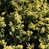 Самшит вечнозелёный Латифолиа Макулата