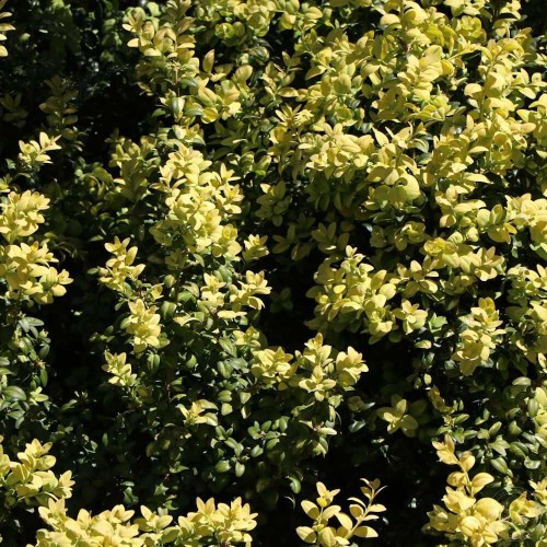 Самшит вечнозелёный Латифолиа Макулата