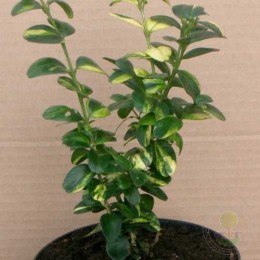 Самшит вечнозелёный Латифолиа Макулата