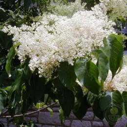 Сирень сетчатая