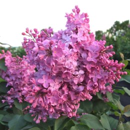 Сирень Купчиха