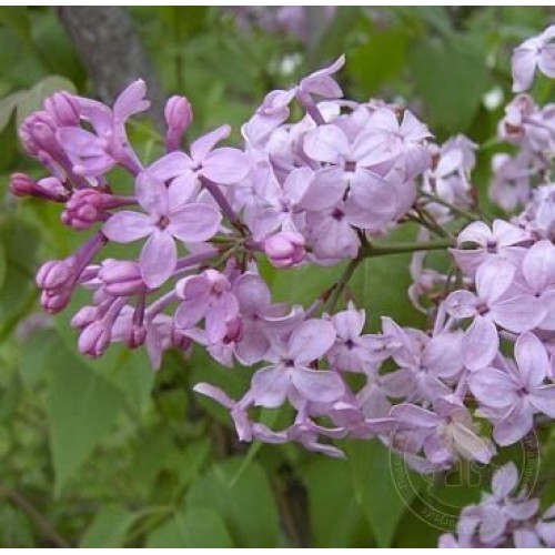 Сирень Эксель