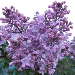 Сирень Марина