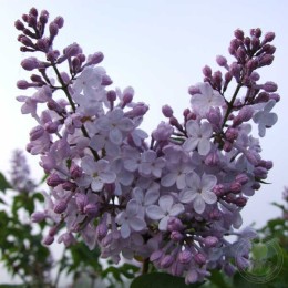Сирень Серебряное облако