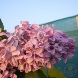 Сирень Южная