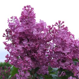 Сирень Диво Дивное