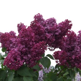 Сирень Сашенька