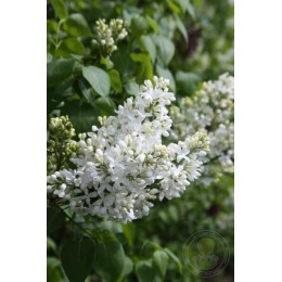 Сирень Энджел Уайт