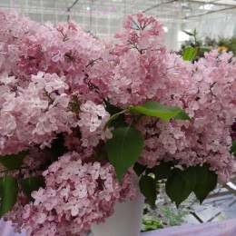 Сирень Мэйденс Блаш