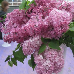 Сирень Мэйденс Блаш