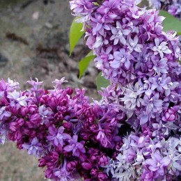 Сирень Ройал Пёрпл