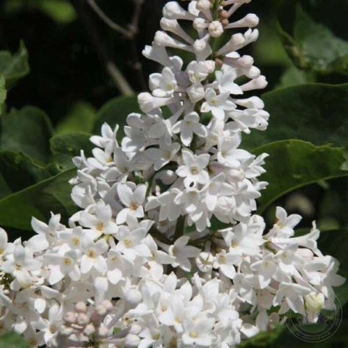 Сирень Агнес Смит