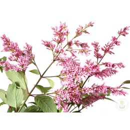 Сирень Линетта