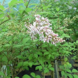 Сирень Линетта