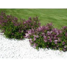 Сирень Палибин