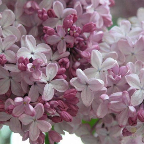 Сирень Аделина