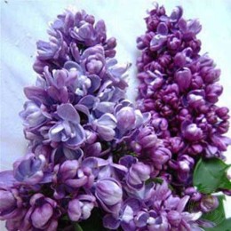 Сирень Адмирал Кузнецов