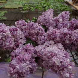 Сирень Михайло Ломоносов