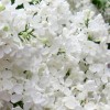Сирень Татьяна Полякова