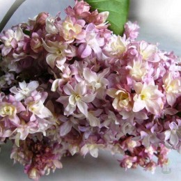 Сирень Федерико Гарсиа Лорка
