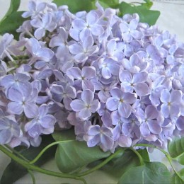 Сирень Ладога
