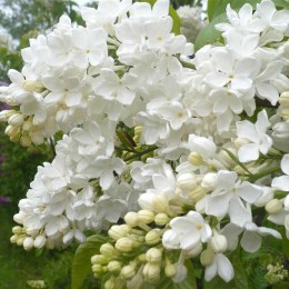 Сирень Агидель