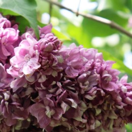 Сирень Ирина Архипова