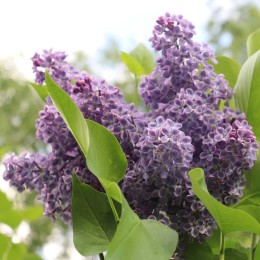 Сирень Синенький скромный платочек