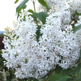 Сирень Снежная Птица