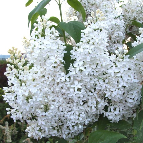 Сирень Снежная Птица