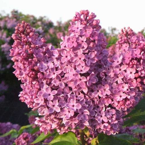 Сирень Опалённое Сердце