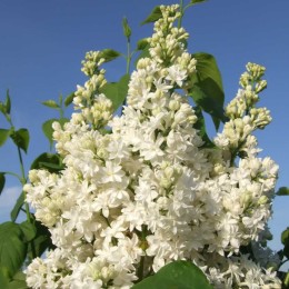 Сирень Русская Снежинка
