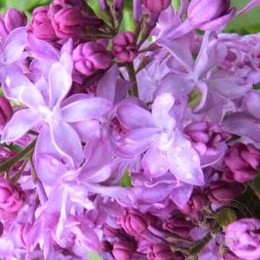 Сирень обыкновенная Антуан де Сент-Экзюпери
