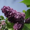 Сирень обыкновенная Прохоровка