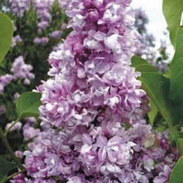 Сирень Айгуль