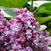 Сирень Катерина Хавемейер