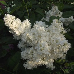 Сирень Айсберг