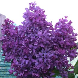 Сирень Акварель