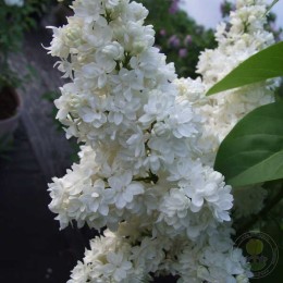 Сирень Белая медведица