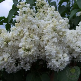 Сирень Галина Острякова